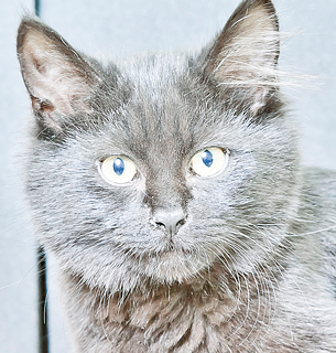 In-house studio photography of Boondock, the residential felis catus.